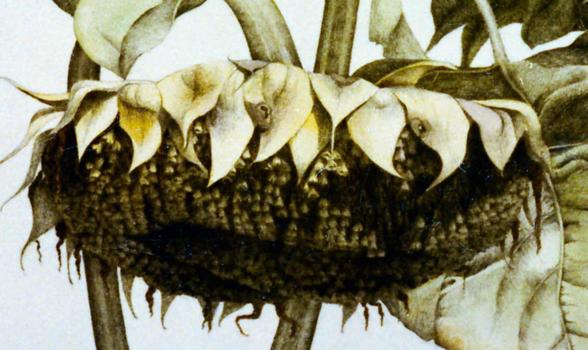 Sunflowers_SusanLHart